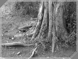 Nature08 - 171kb