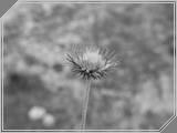 Nature10 - 82kb