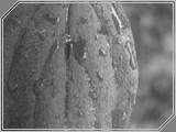 Macro