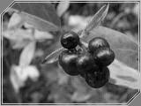 Macro